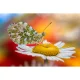 Objektyvas Laowa CA-Dreamer 100 mm f/2.8 Macro 2:1 Pentax K