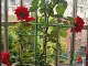 3-Ring Plant Support Cage for Potted and Garden Plants, Green
