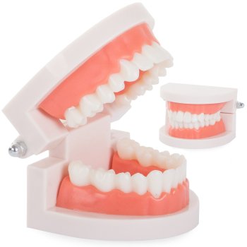 Odontologinis žandikaulio ir dantų modelis mokymui, 8x6.5x5.5cm