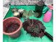 Large Plant Flower Transplanting Mat