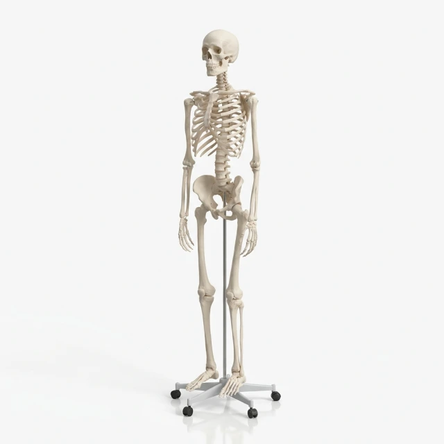 Anatominiai modeliai