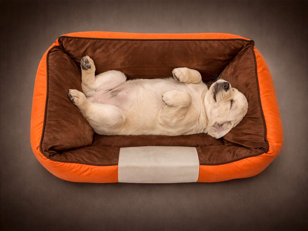 Pet Bed for Dogs and Cats, Non-Slip Base, Orange, Size S