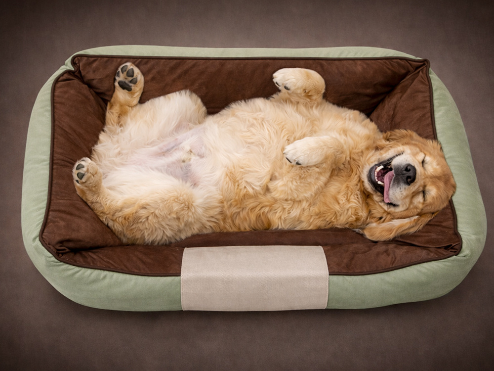 Dog and Cat Bed with Non-Slip Base, Size M, Green