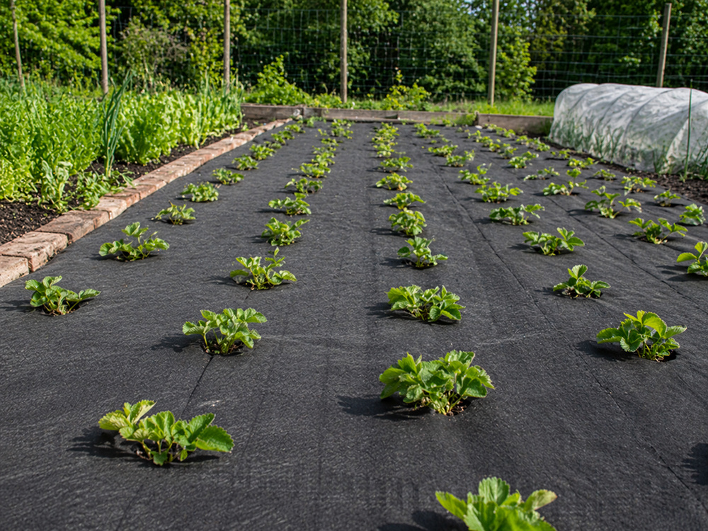 DIVODV Weed Control Fabric 50g/m² 1.5m x 50m, Black