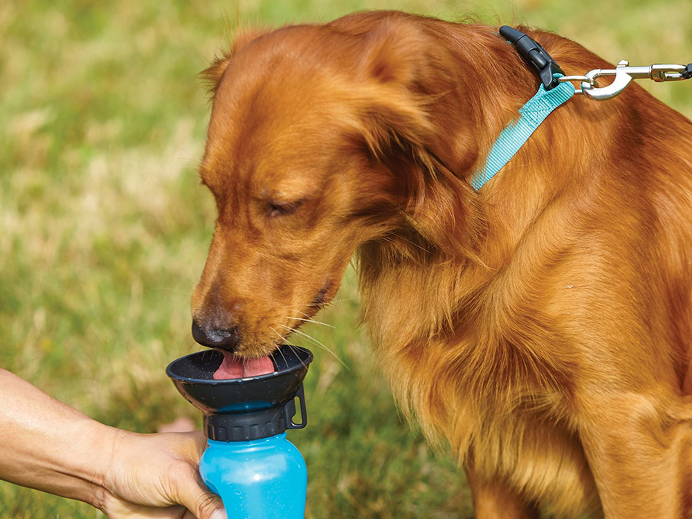 Portable Travel Water Bottle with Dispenser for Dogs Pets 0.5L
