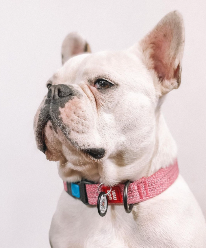 Waudog Classic Dog collar with QR code size L, Pink