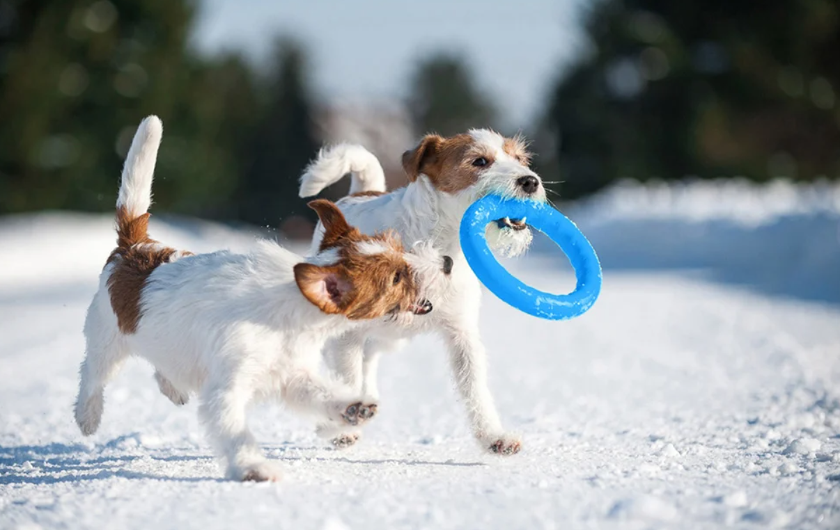 Fetching ring Waudog PitchDog 17, blue