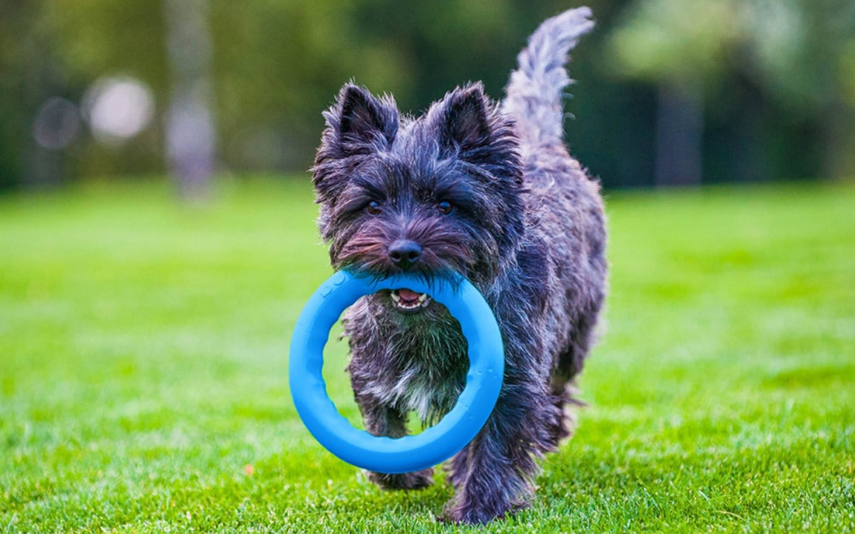 Fetching ring Waudog PitchDog 17, blue