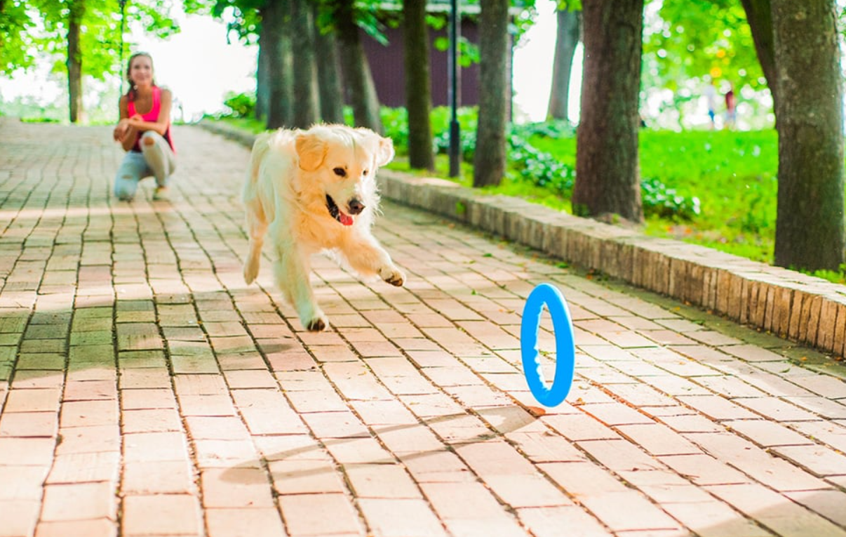 Fetching ring Waudog PitchDog 17, blue