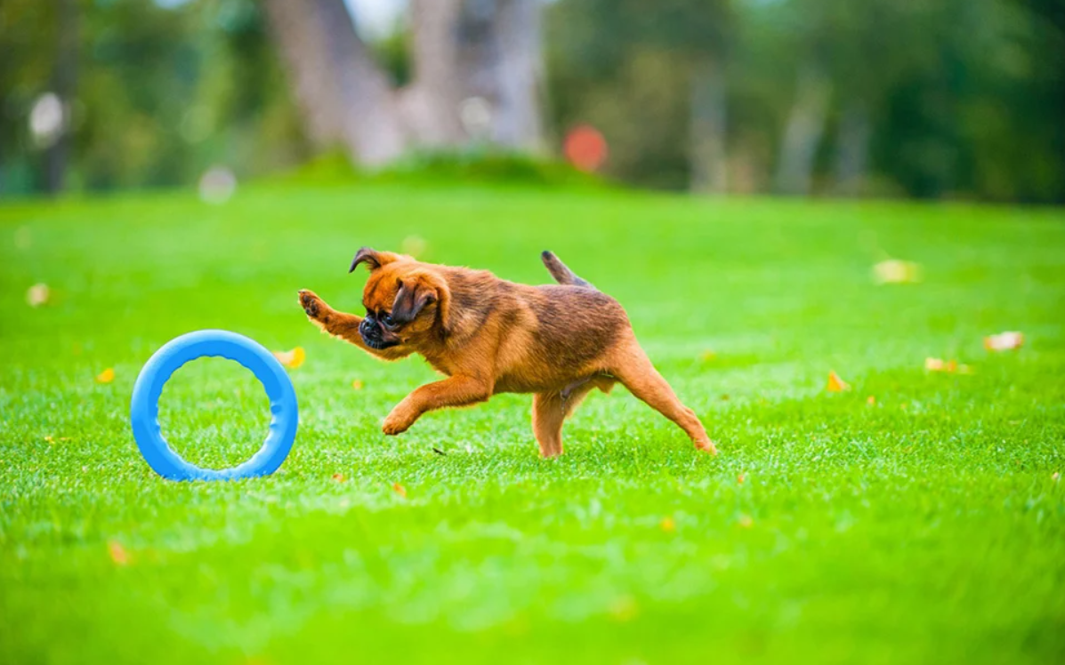 Fetching ring Waudog PitchDog 17, blue