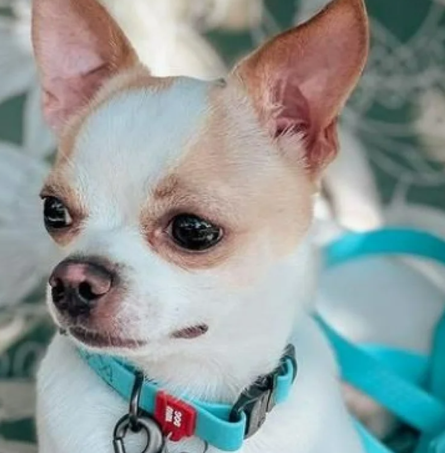 Waudog Luminous waterproof Dog collar with QR code size L, Blue