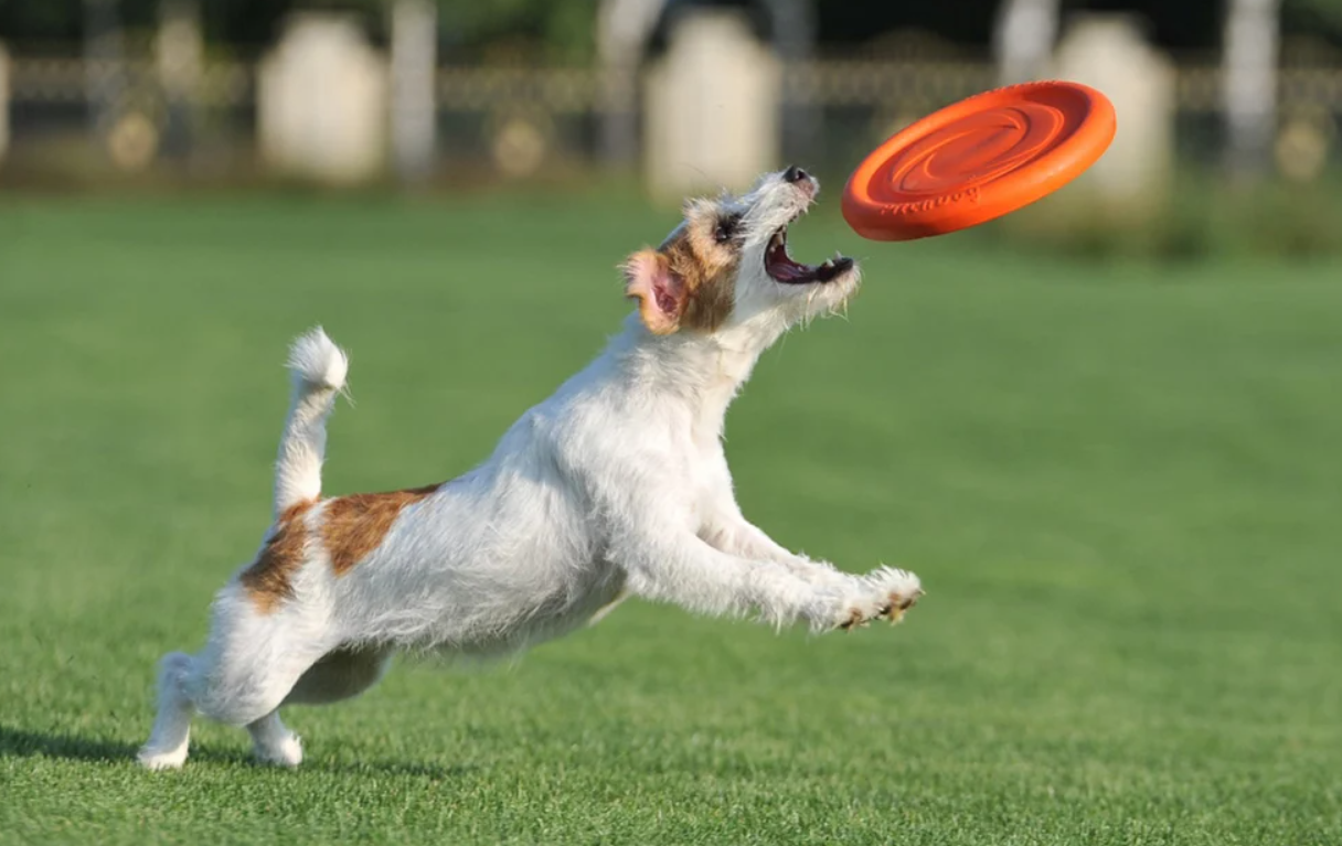 Frisbee Disc Waudog 24 cm, orange