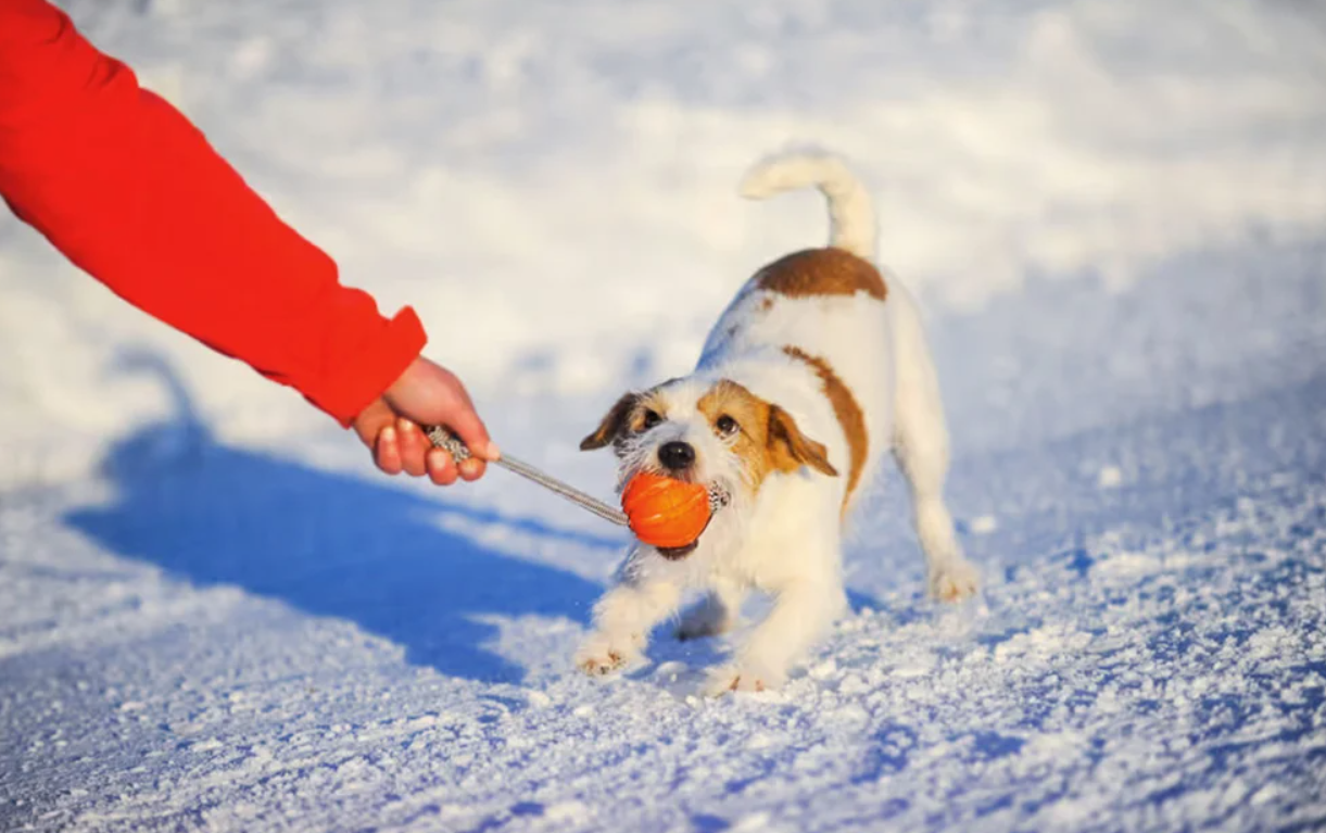 Rubber Ball on a Rope Interactive Chew Toy for Dogs, Liker Cord 9 Waudog